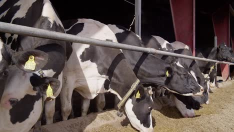 alimentando vacas con heno en una granja lechera