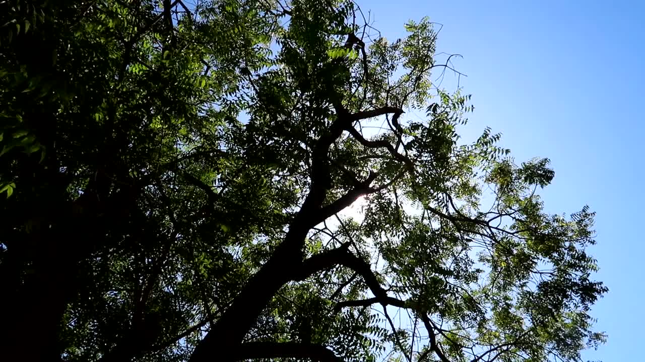 은 날, 은 하늘에 나무 가지 사이에 나타나는 빛