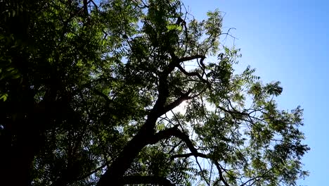 rayos de luz solar que aparecen entre las ramas de los árboles en un día soleado, cielo despejado