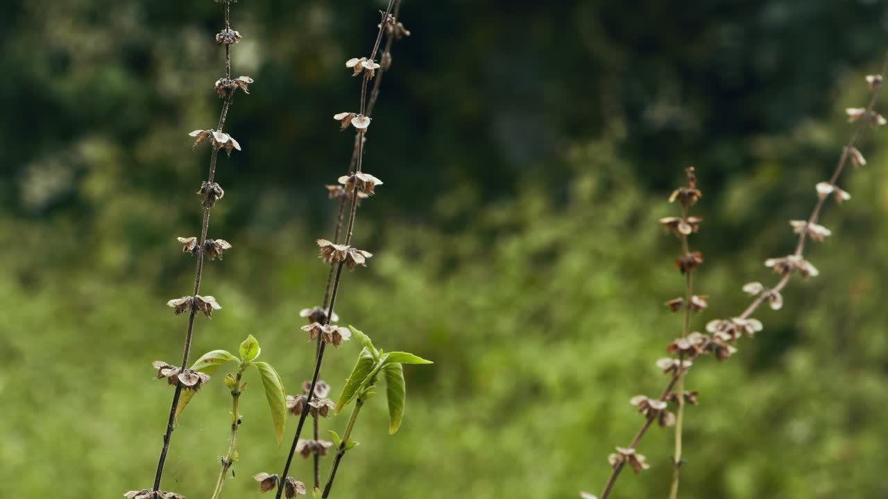 소나무와 덤불이 있는 가을비 아래 유럽의 나무와 꽃