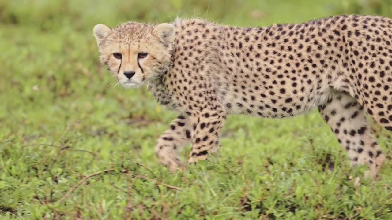 Niedliches Gepardenjunges in Afrika im Serengeti-Nationalpark in Tansania, winzige junge Tierbabys in Nahaufnahme beim Gehen auf einer afrikanischen Wildtier-Safari-Pirschfahrt