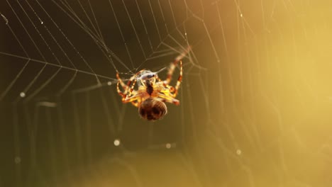 spider on cobweb close-up spider caught its prey.