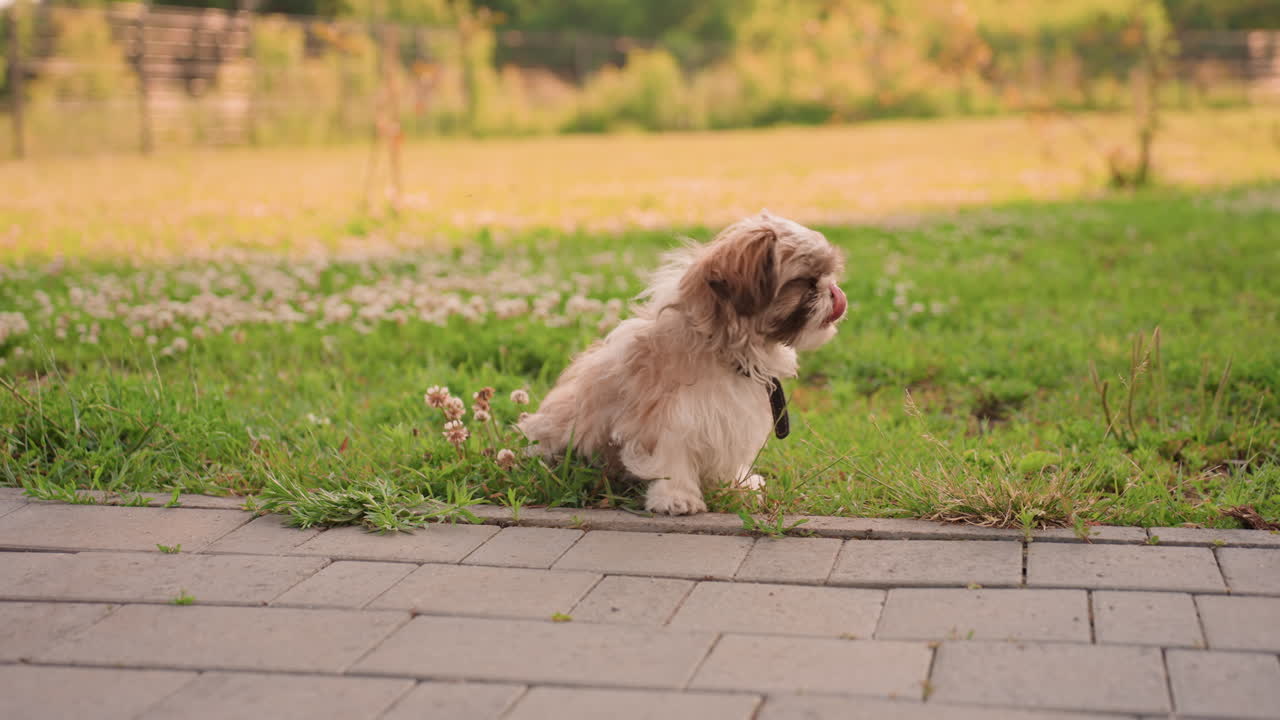 Young Dog Resting, Small Pup Relaxes On Peaceful Trail Side, Little Dog Enjoys Calm Break Next To Quiet Park Pathway, Tiny Puppy Is Peacefully Situated By Tranquil Walkway In Park Setting