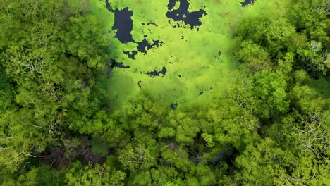 drone top down shot of birds flying above a beautiful green lagoon in the middle of the jungle