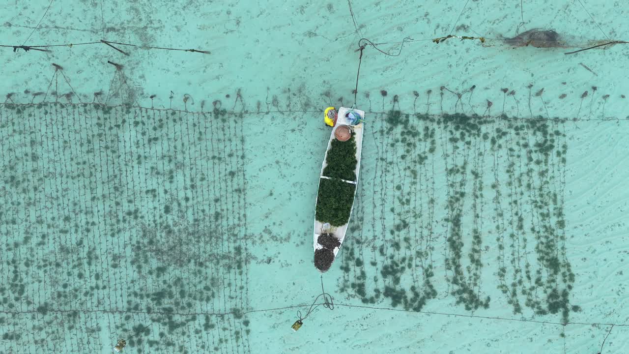 Seaweed farmer harvesting algae in nusa lembongan plantation