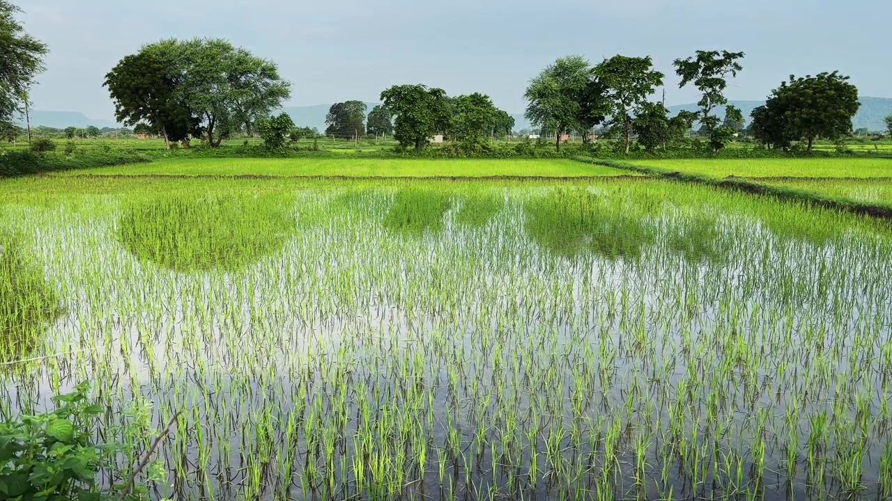 Campo lungo di una rigogliosa risaia con giovani piante che crescono in acqua stagnante sotto un luminoso paesaggio rurale