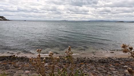 grass, flowers, and sea at fife beach