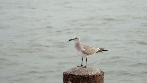 gaviota volando sobre el muelle