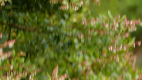 close up of hummingbird flys around a bush as camera follows. the quick agile bird stops for nectar from the flowers. shot up close in 4k.
