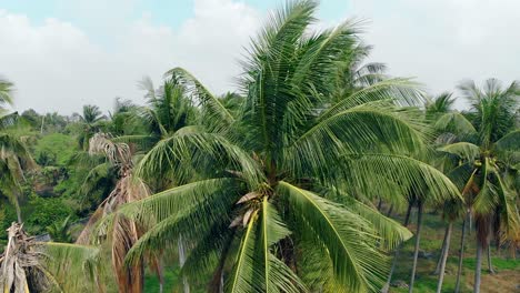 Tropischer-Wind-Schüttelt-Große-Palmenkronen-Unter-Blauem-Himmel