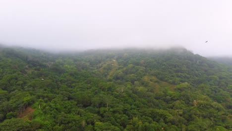 Raubvögel-Kreisen-Hoch-über-Dem-Dschungel-Von-Santa-Marta