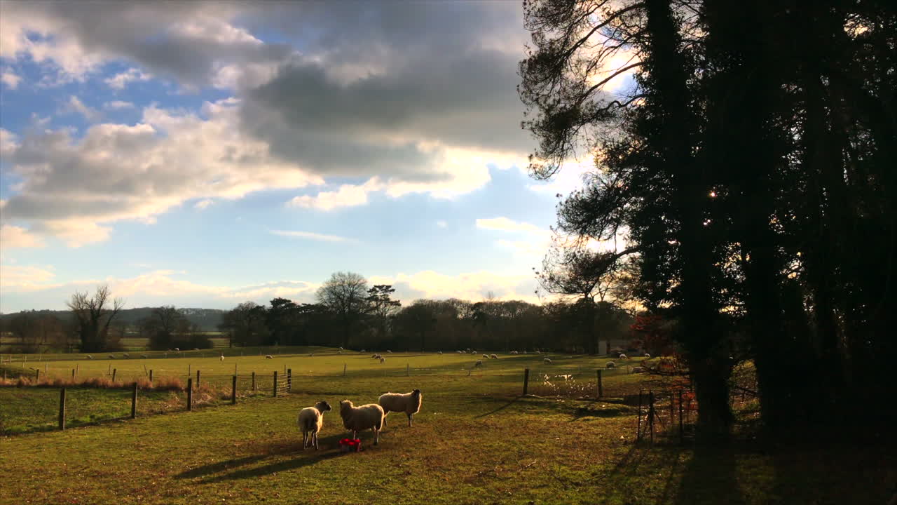 ovelhas na zona rural de leicestershire - três ovelhas em um prado junto com um grupo de árvores à direita