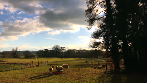 ovejas en la campiña de leicestershire - tres ovejas en un prado junto a un grupo de árboles a la derecha