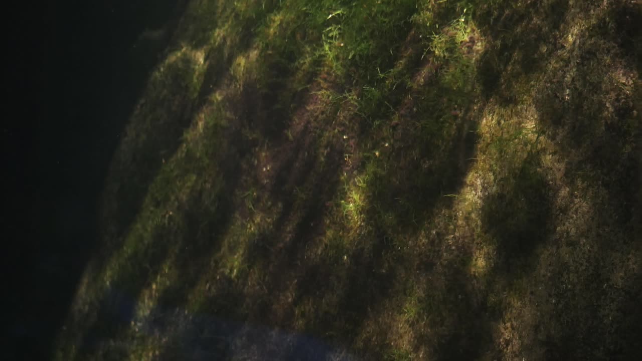 roca submarina con musgo y algas