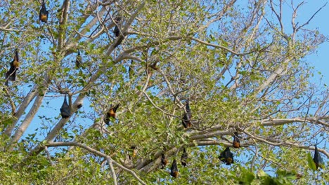 el zorro volador indio (pteropus medius, anteriormente pteropus giganteus), también conocido como el gran murciélago frutal indio, es una especie de zorro volador que se encuentra en el sur de asia. parque nacional de ranthambore rajasthan india