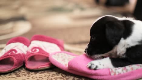 puppy with slippers