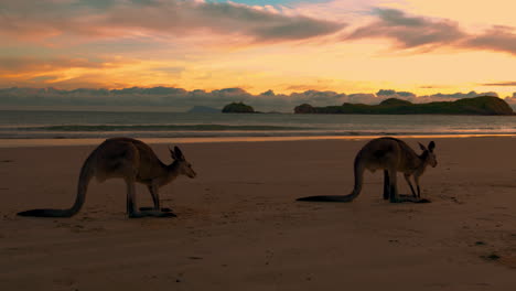 wallaby salvaje y canguro alimentándose en una pintoresca playa de arena en el parque nacional de cape hillsborough, queensland al amanecer en 4k uhd