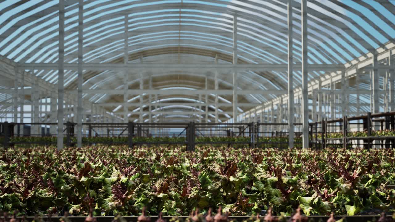 gran vivero industrial con plantas de verduras marchitadas dentro de un invernadero