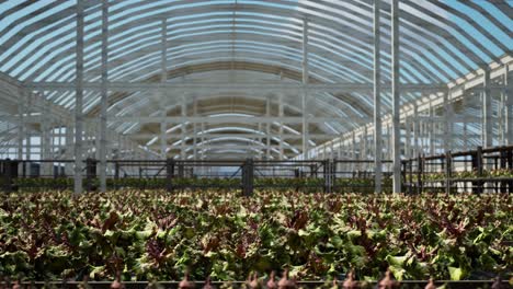 large industrial nursery with wilt vegetable plants inside a greenhouse