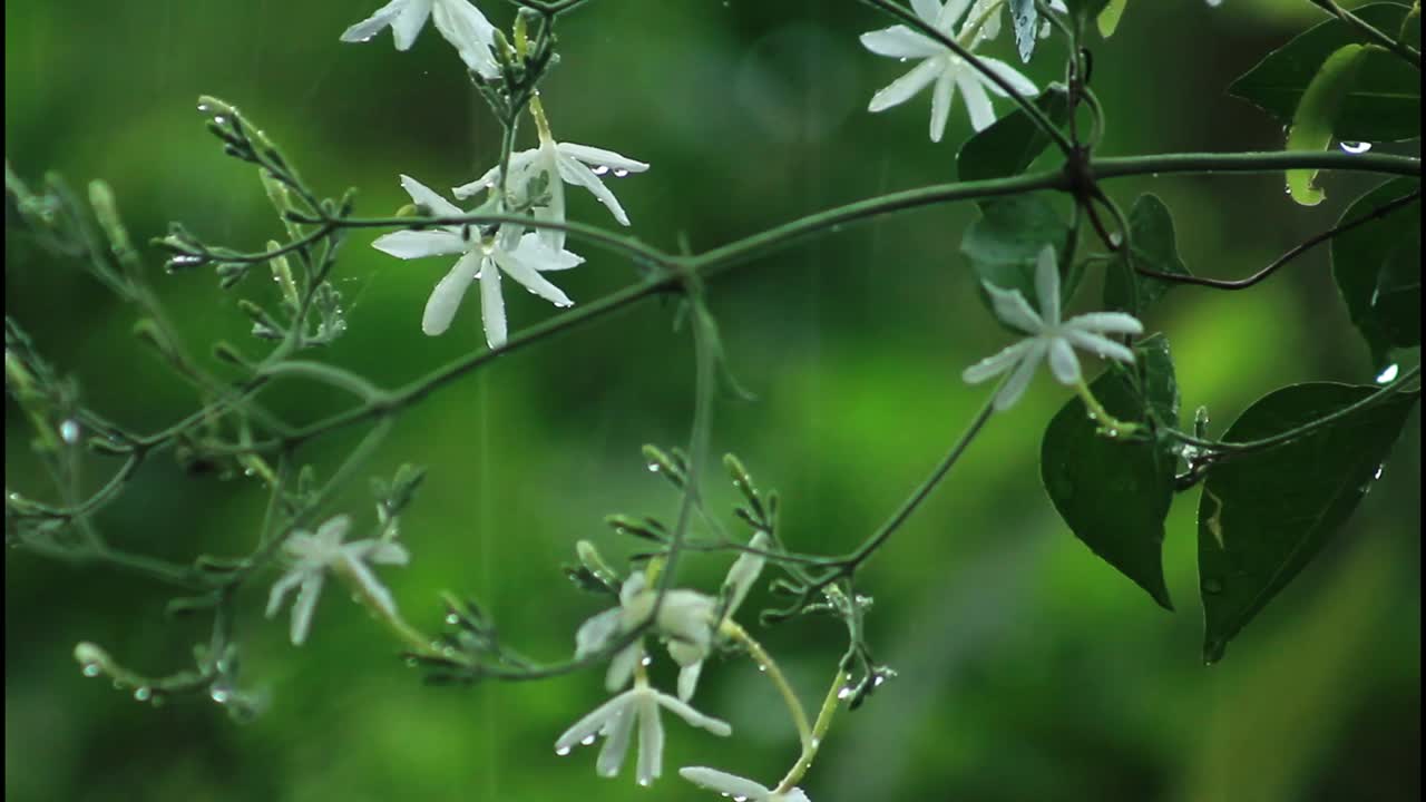 재스민 꽃과 이슬방울