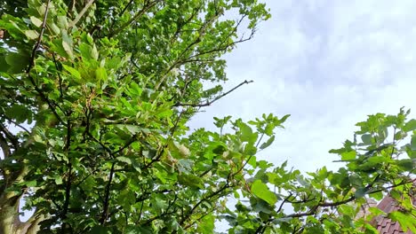 Green branches moving against a blue sky
