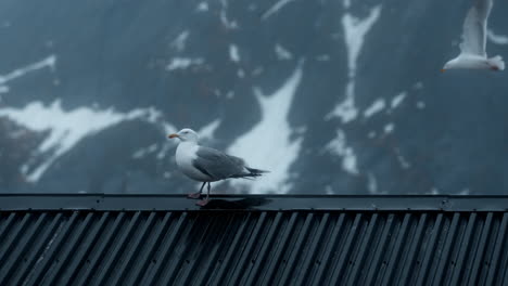 Gaviota-En-Una-Azotea-En-El-Invierno-ártico-De-Las-Islas-Lofoten,-Con-Montañas-Nevadas,-Viento-Y-Gaviotas-Volando-Al-Fondo