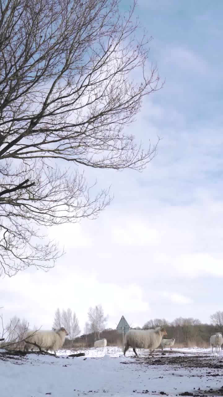 눈 인 풍경 에 있는 양 들