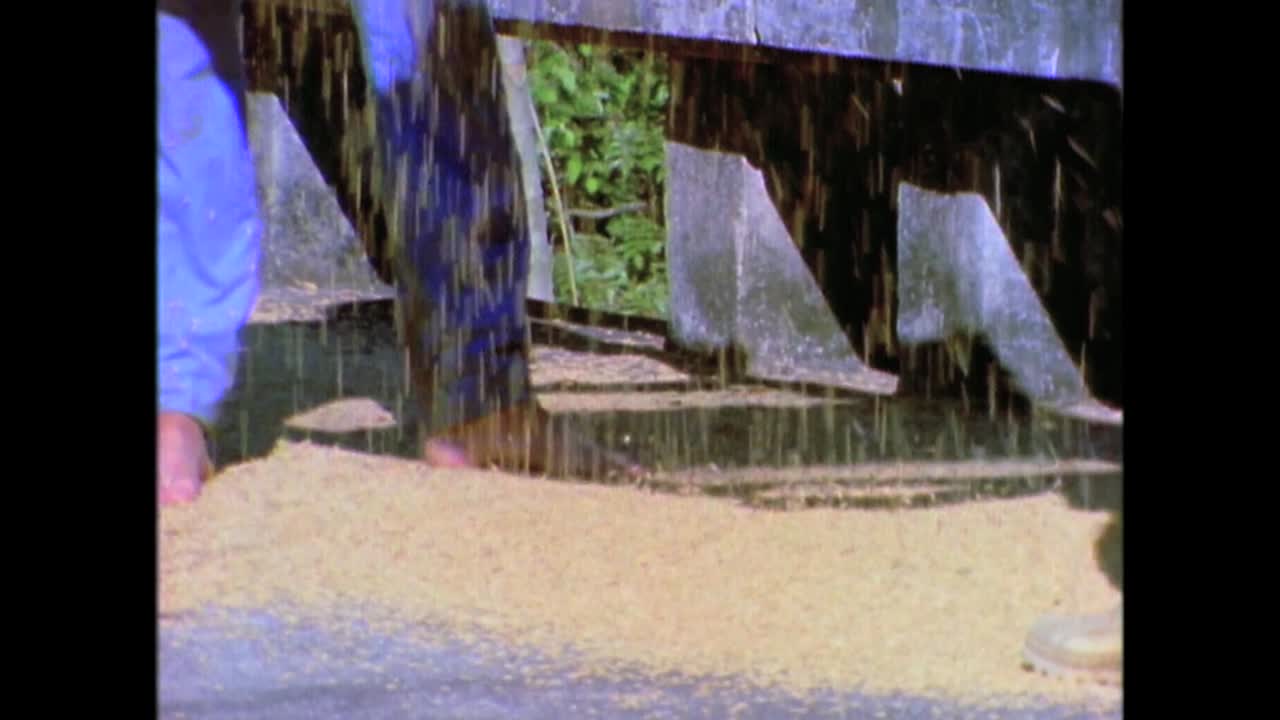 농부들이 1980년대 쿠바의 고속도로를 따라 밀과 곡식을 타작하고 있습니다.