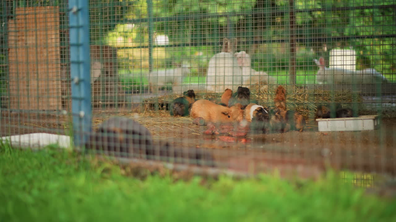 kuikens in een draadkooi, groene grasvoorgrond. Zacht daglicht, afgeschermde omheining met strobedding en waterbak, kuikens die bij elkaar kruipen, pikken en het nestgebied verkennen, rustige landelijke sfeer, dichtbij draad