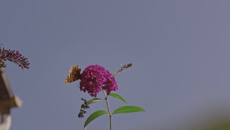 butterfly in the garden on a pink buddleja flower, shot in 240fps