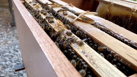 Close-up-view-of-the-opened-hive-body-showing-the-frames-populated-by-honey-bees