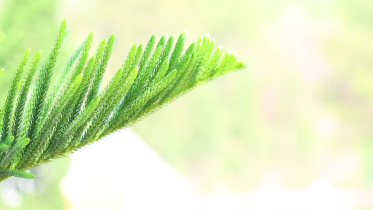 나무 가지가 부드럽게 바람에 흔들리고