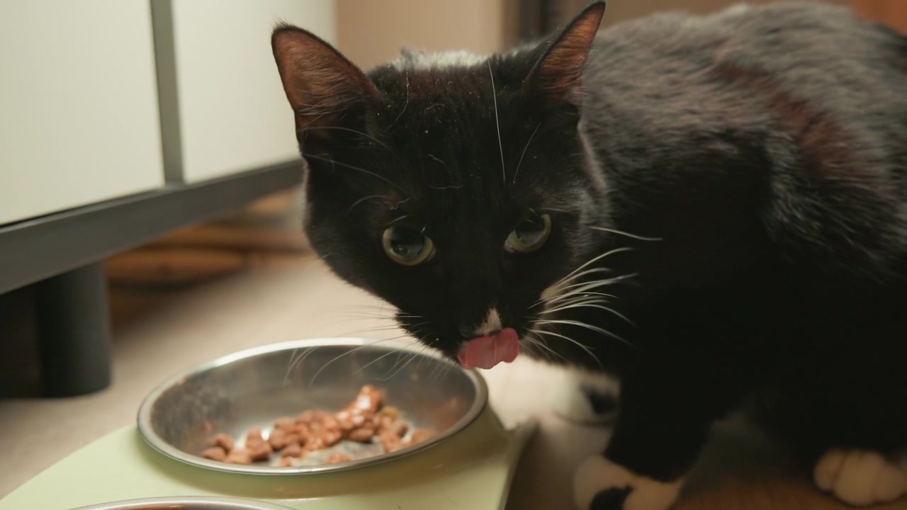 Nahaufnahme einer schwarz-weißen Hauskatze, die neben einem Metallfutternapf innehält, den Kopf vom Futter gehoben, mit aufmerksamem Blick und neugieriger, wachsamer Haltung auf dem Innenboden in der Nähe eines Schranksbeins im sanften Heimlicht.