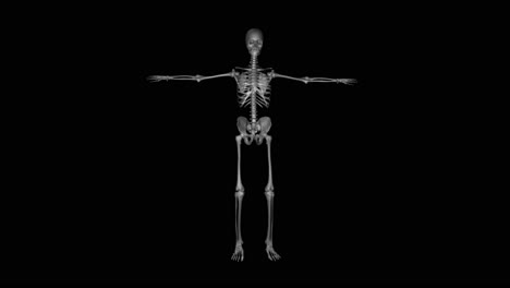 Anatomy-of-skeletal-system-in-human-body-on-black-background