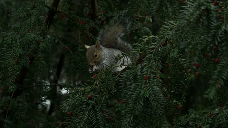 busy squirrel snacks on red yew berries while finely balanced on a long green branch