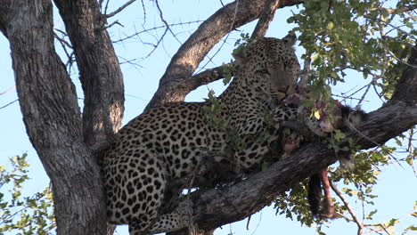 un leopardo festejando su presa en lo alto de un árbol en un parque de safari