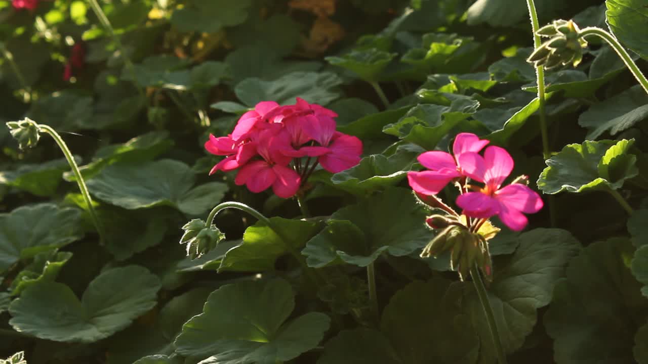 flores de geranio rosa y telarañas que brillan a la luz del sol naturaleza vida silvestre