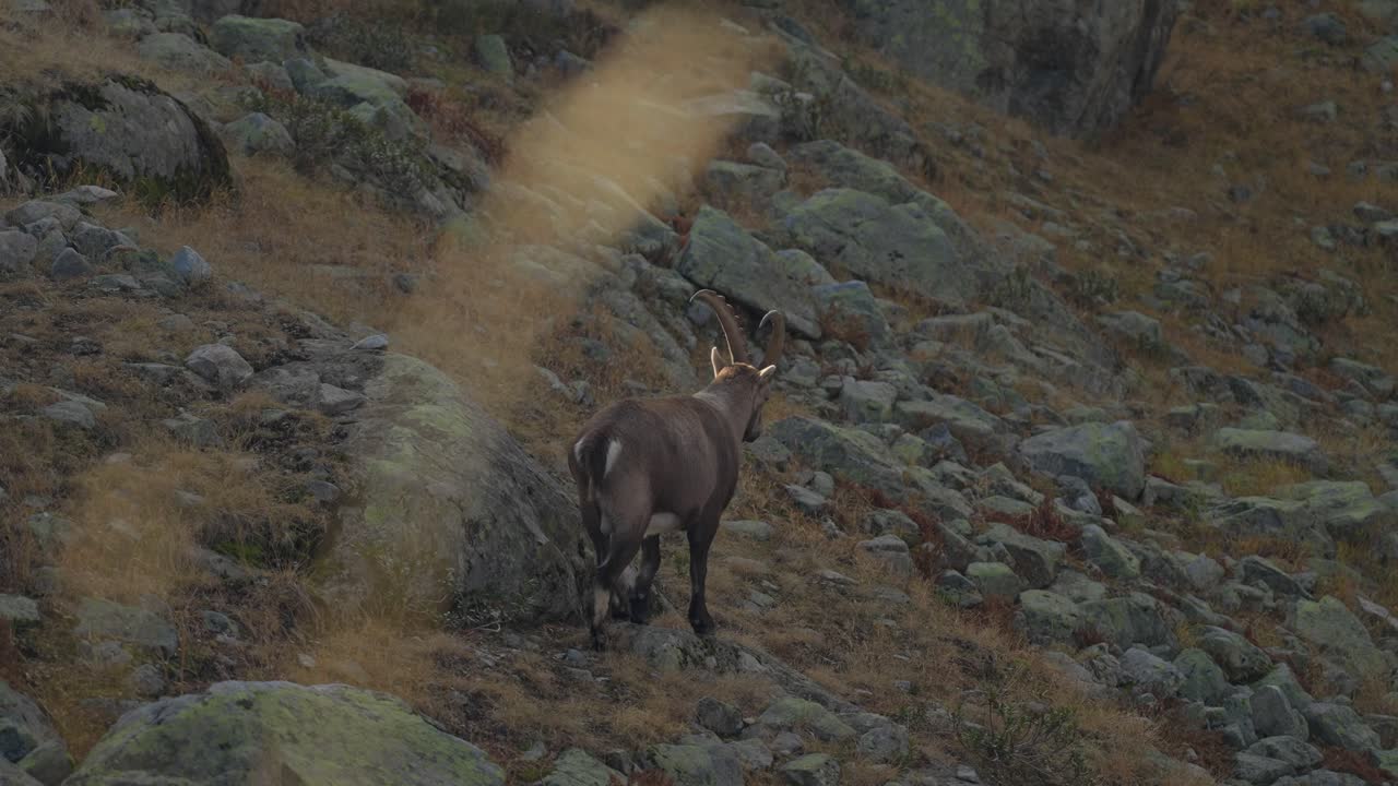 Lone mountain goat walking on rugged terrain in the Alps