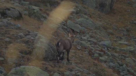 lone mountain goat walking on rugged terrain in the alps