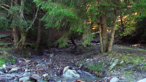 Streams-Flowing-Between-Trees-Inside-Forest-Park-At-Piatra-Craiului-Mountain-In-Brasov-County,-Romania,-Static-Shot