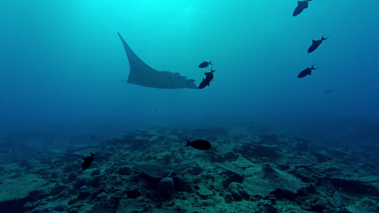 A graceful manta ray sweeps silently above the vibrant coral gardens of Ari Atoll in the Maldives.