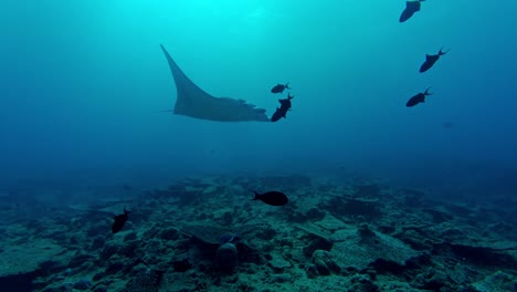 a graceful manta ray sweeps silently above the vibrant coral gardens of ari atoll in the maldives.