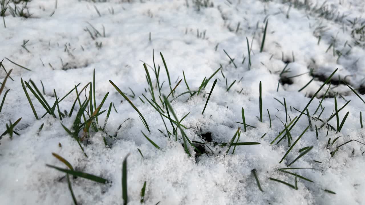 Fili d'erba verdi che spuntano dalla neve bianca fresca