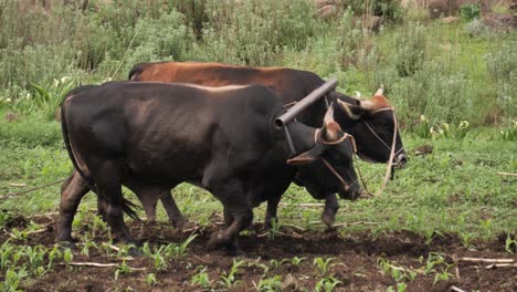 large pair of oxen pull hand plough through corn field in africa