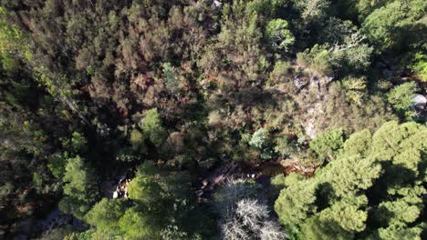 High-Above-Raging-River-Looking-Straight-Down-on-Rapids-Through-Thick-Forest-of-Tall-Evergreen-Trees