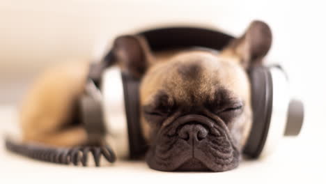 cute pet french bulldog puppy with headphones against a white background