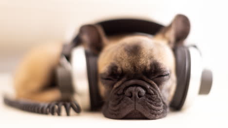 un lindo cachorro de bulldog francés con auriculares contra un fondo blanco