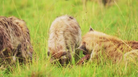 una foto de cerca de un grupo de hienas observando mientras se alimentan de los restos de una presa, la vida silvestre africana en la reserva nacional de maasai mara, animales peligrosos de safari