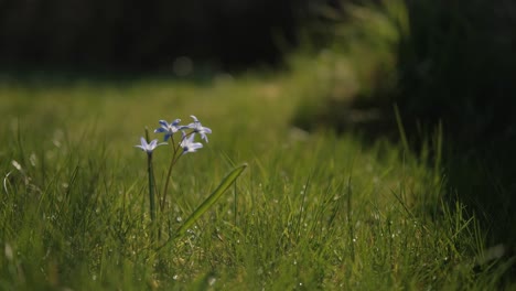 Einsame,-Einzelne-Blume-Auf-Gras-An-Einem-Sonnigen-Tag