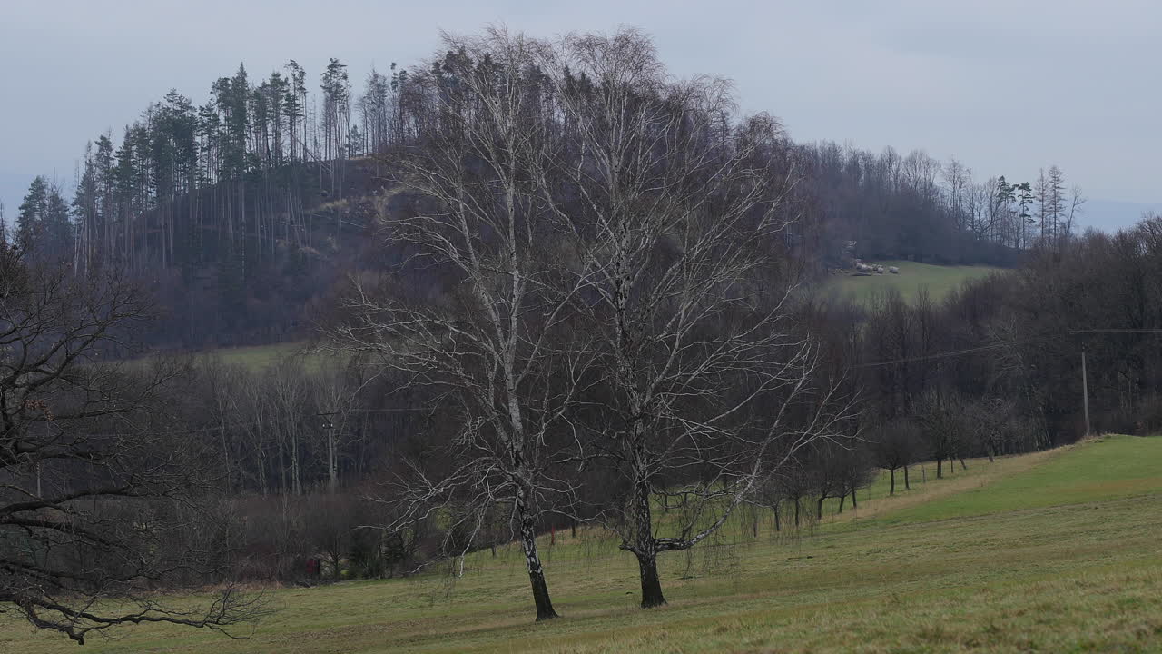 주변 언덕과 바람에 움직이는 나뭇잎이 있는 큰 자작나무의 전망